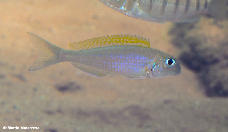 Xenotilapia flavipinnis 'Jakobsen's Beach'